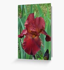Red Iris Greeting Card
