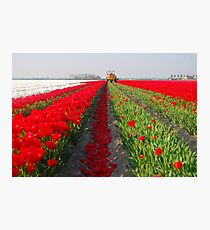 The end of the tulip season.....3 Photographic Print