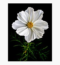Cosmos Photographic Print