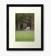 Deer at Dunham 1.5.10 - Eos 20D 85 - 300 lens Framed Print