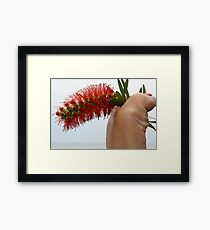 Bottle Brush Framed Print