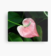 Pink Lilly Metal Print