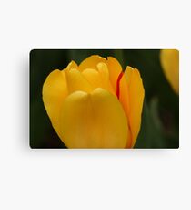 Touch of Red Canvas Print