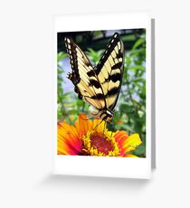 Butterfly Breakfast Greeting Card