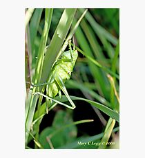 Great Green Bush-Cricket, Tettigonia viridissima Photographic Print