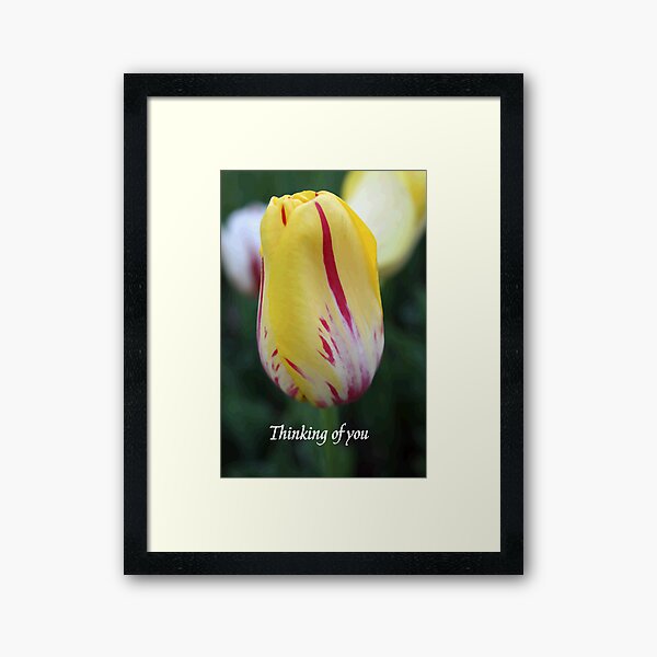 Yellow and Red Tulip Framed Art Print