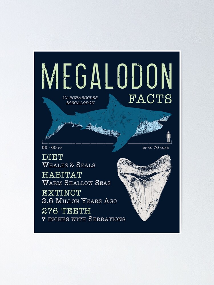 Megalodon Size Chart