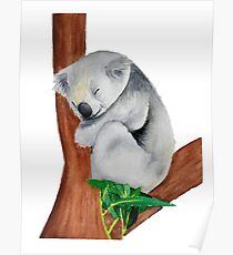 Koala im Baum schlafen Poster