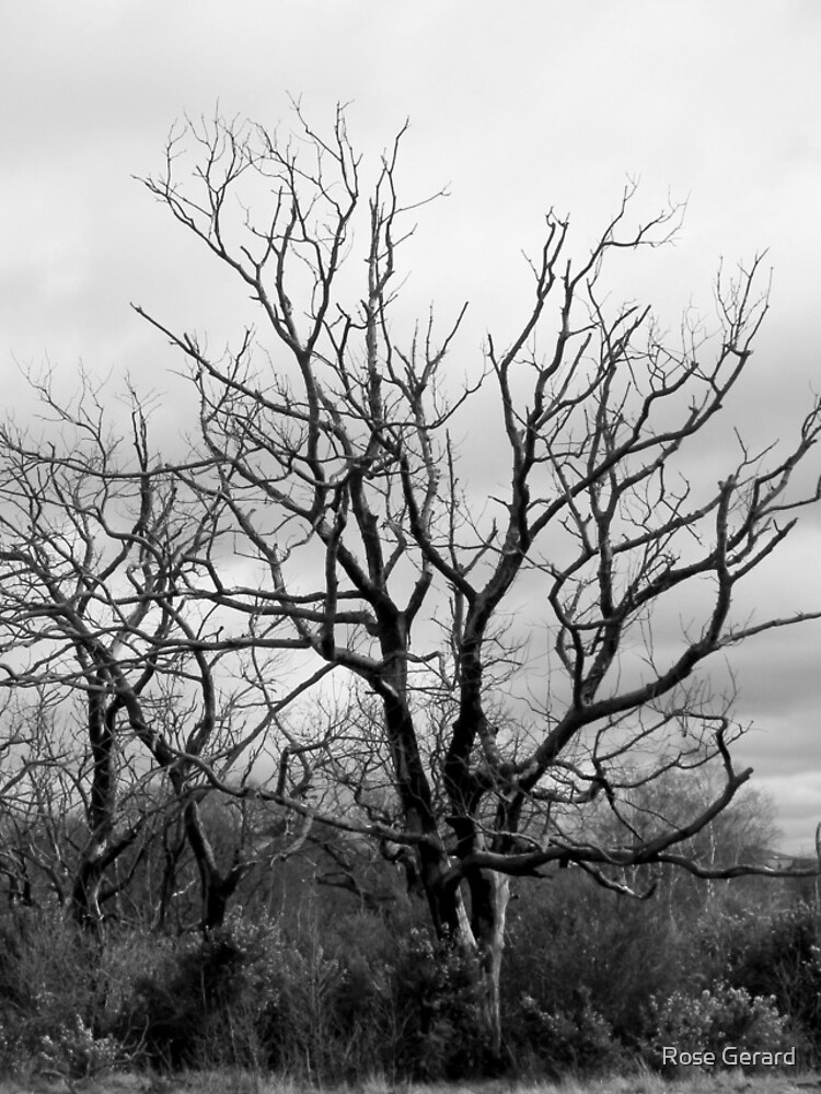 Burnt Trees by arkadyrose