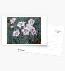 Coreopsis Swirl Postcards