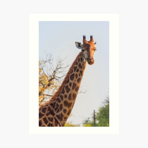 Early Morning Giraffe Portrait Art Print