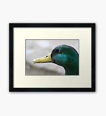 What's Up Duck? Framed Print