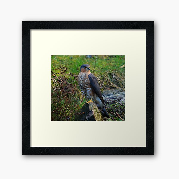 Sparrowhawk #14 Framed Art Print