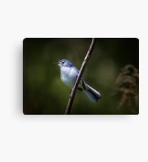 Blue Gray Gnatcatcher 2 Canvas Print