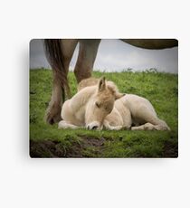 Sleeping... Canvas Print