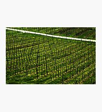 Vineyard Photographic Print