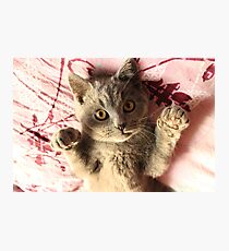Lámina fotográfica Gato siames