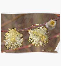 Pussywillow blooms Salix Poster