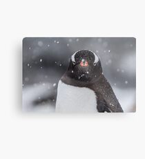 Gentoo Penguin Metal Print