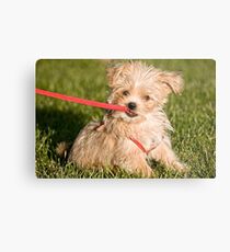 What we do Best! Metal Print