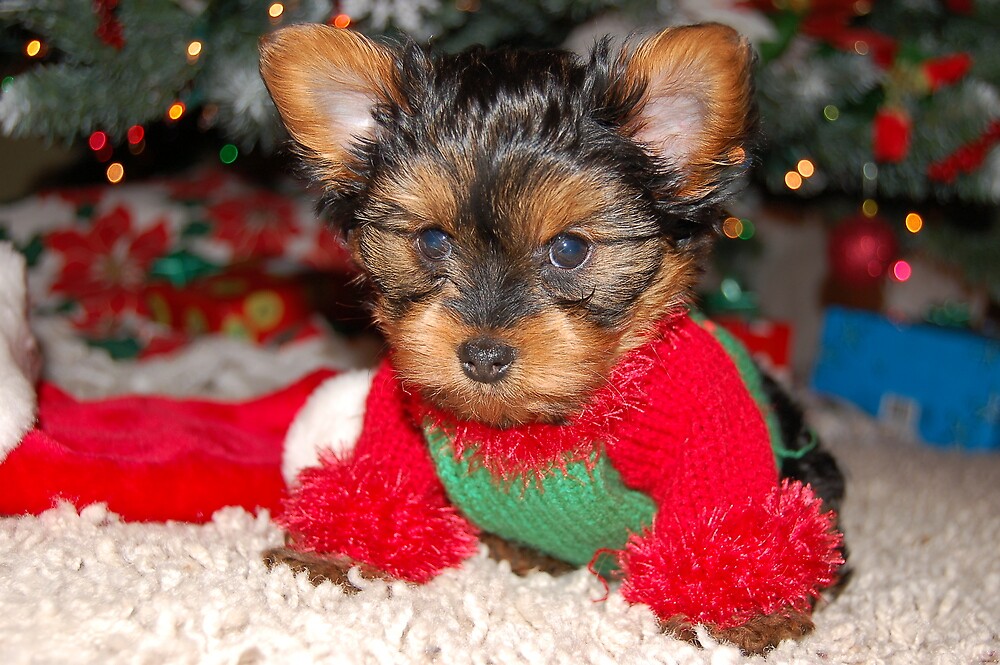 christmas sweater for yorkie