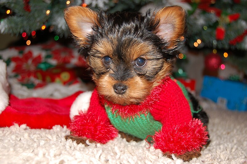 yorkie christmas jumper