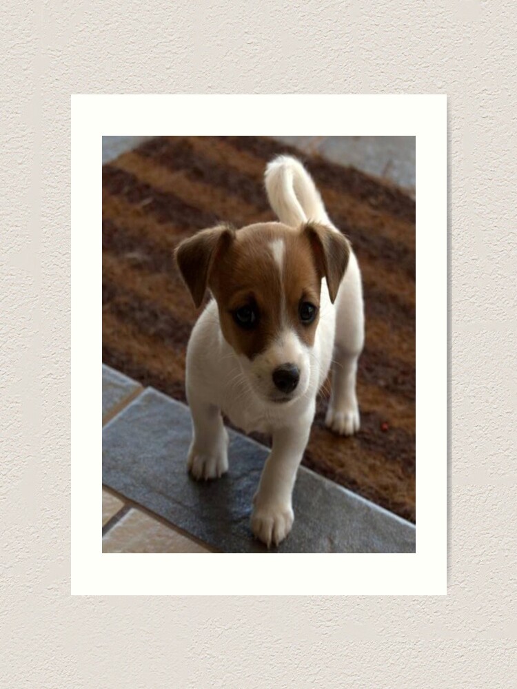 Dog Puppy Baby Jack Russell Art Print By Chantal15 Redbubble