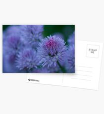 Blush Brush Postcards