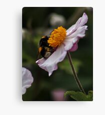 Bee and Cosmos Canvas Print