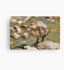 What's Quacking! Canvas Print