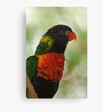 Did you say Nectar! Canvas Print