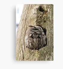 Half asleep! Canvas Print