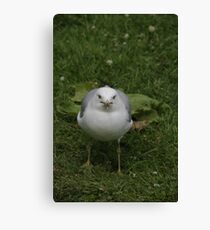 Don't mess with Me!!! - gulls, Ottawa, Ontario Canvas Print