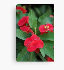 euphorbia Leinwanddruck