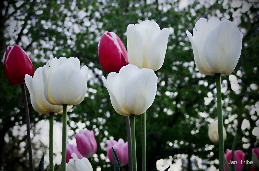 "Tulip Spring Garden Temple Square Salt Lake City Utah" by Jan