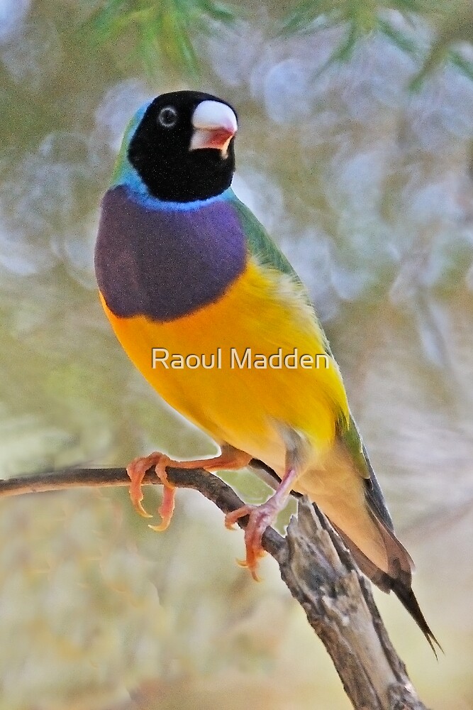 quot black headed gouldian finch quot by raoul madden redbubble quot black headed gouldian finch quot by raoul madden redbubble