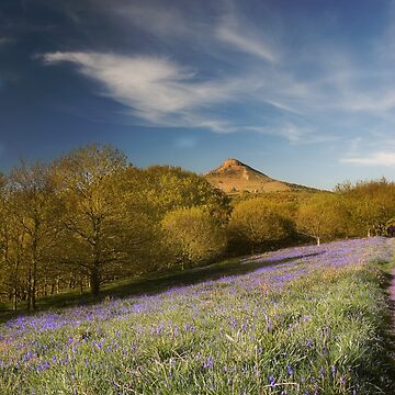 Artwork thumbnail, The Bluebells at Roseberry Topping by tontoshorse