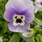 «Purple Pansy Paradise» de Tammy  Howell