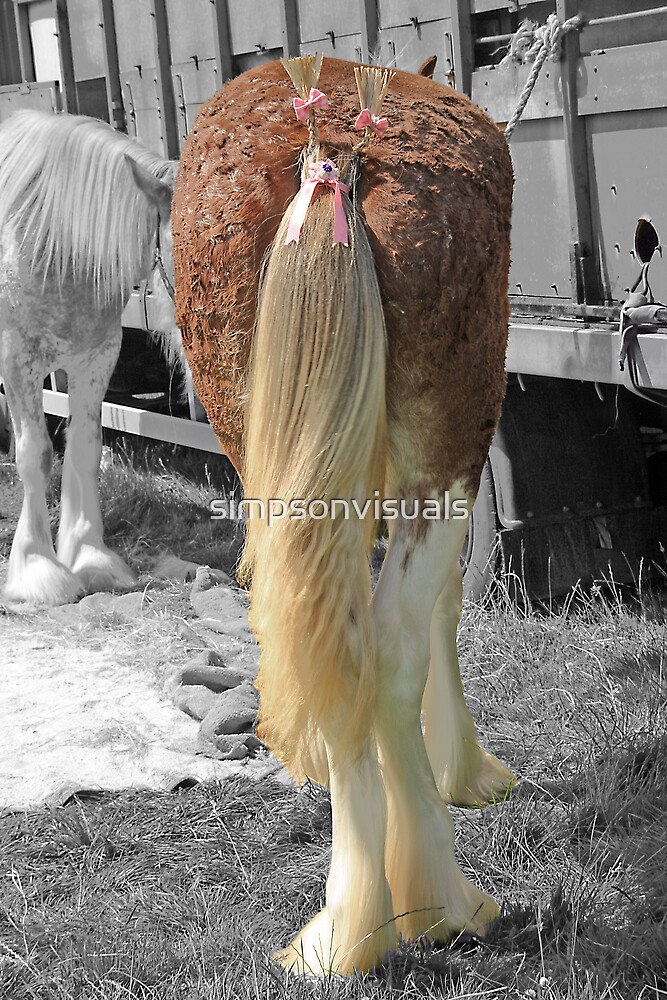 "Ribbons and Bows A Clydesdale Show Horse" by simpsonvisuals Redbubble