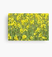 Rape Seed field Canvas Print
