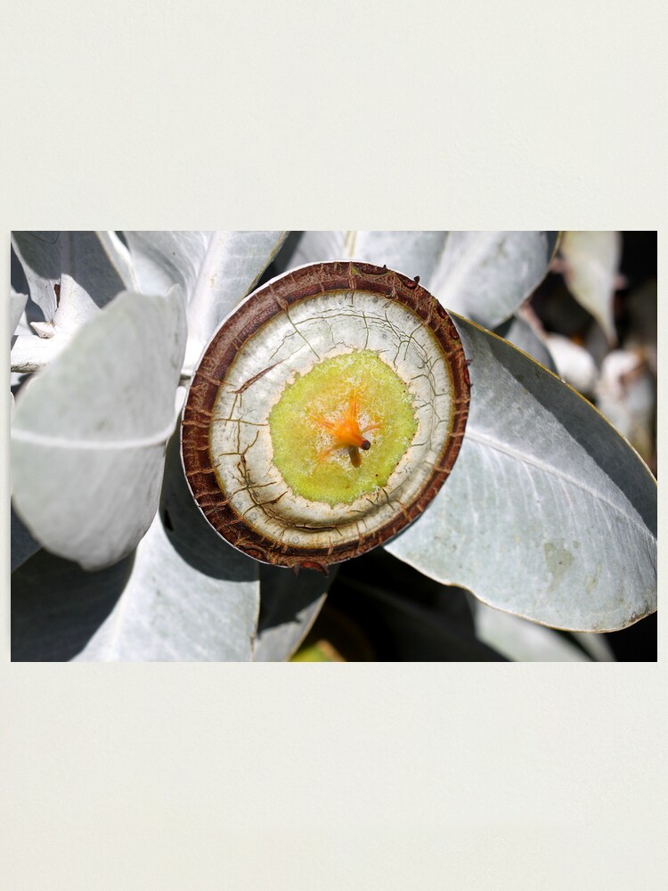 Alternate view of Eucalyptus Macrocarpa. Photographic Print