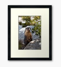 Marmot Framed Print