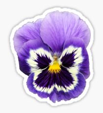 pansy sticker Sticker