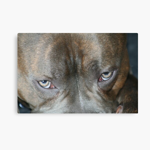 I'm watching you! Canvas Print