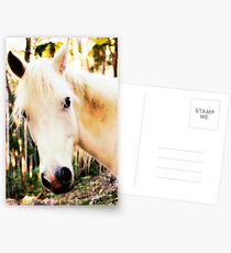 arab gelding Postcards