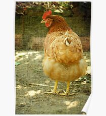 Chook Poster