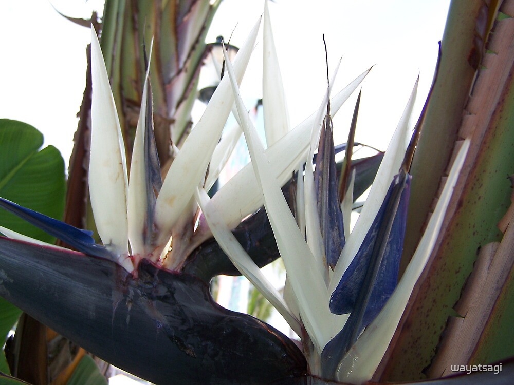 "Bird of Paradise Palm Tree" by wayatsagi | Redbubble