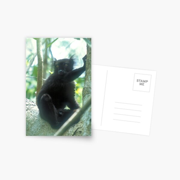 Black magic Postcard