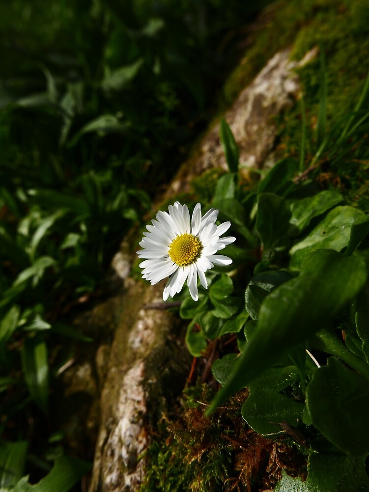 Common Daisy Bellis Perennis By Iomwildflowers Redbubble