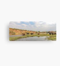 Elephants crossing the Chobe River Canvas Print